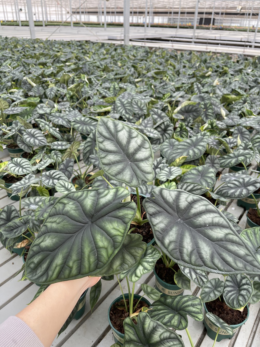 中型綠植