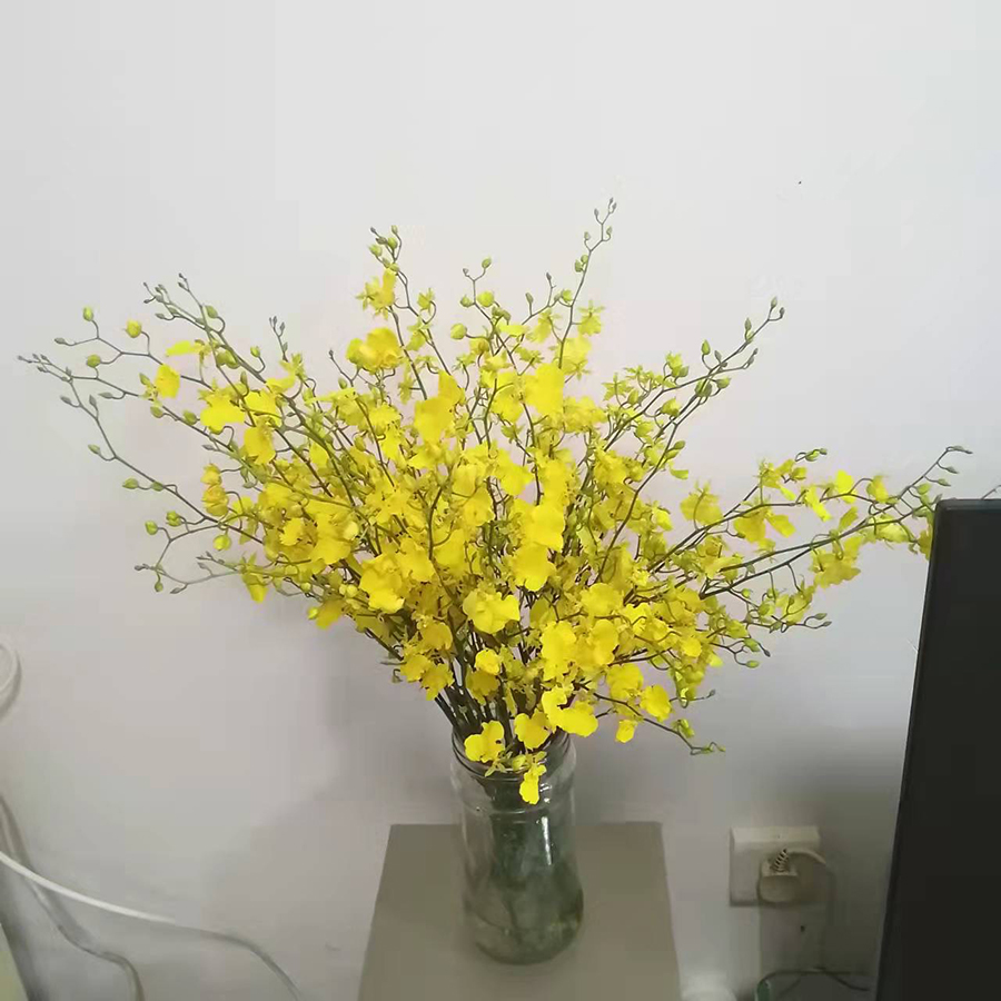 中型綠植