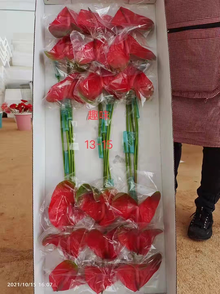 中型綠植